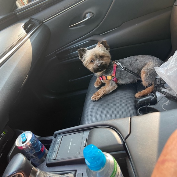 Meet your Posher, Poppy! - Picture 3 of 7